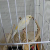 قناری ماده