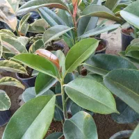 گلسرای نفتک|گل و گیاه طبیعی|مسجد سلیمان, |دیوار