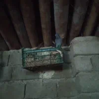 کبوتر|پرنده|میانه, |دیوار