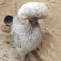 نیمچه پولند طوسی
