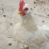 مرغ و خروس مینیاتوری