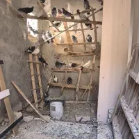کبوتر زاجر همه رنگ حدود 80عدد|پرنده|میبد, |دیوار