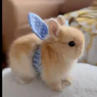 لوپ ومینیاتوری واکسینه بهداشتی|موش و خرگوش|اصفهان, تیران|دیوار