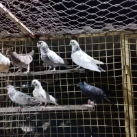پرنده|پرنده|خمیر, |دیوار