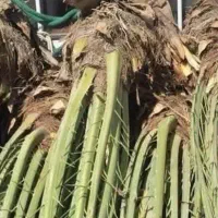 پاجوش نخل برحی