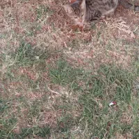 کیف پولی گم کردم