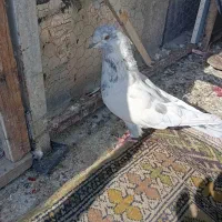 کبوتر هوایی|پرنده|بومهن, |دیوار