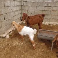 بز کهره دار