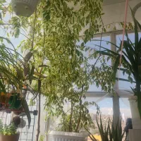 گل بنجامین ابلق|گل و گیاه طبیعی|ارومیه, |دیوار