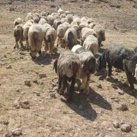 فروش ۴۵راس میش ۱راس نرمیش  ۲راس دوبر