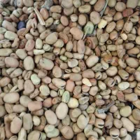 باقالی امسالی