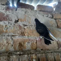 کبوتر|پرنده|کاشان, شهرک صنعتی راوند|دیوار