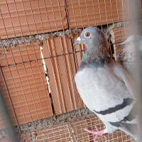 المانی|پرنده|مینودشت, |دیوار