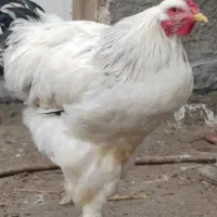 خروس برهما و مرغ دورگه سنگین وزن