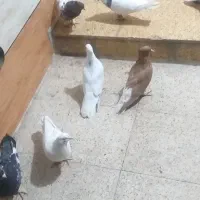 کبوتر|پرنده|خرمشهر, |دیوار