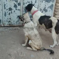 واگذاری توله سگ