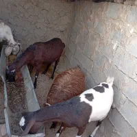 بز مری|حیوانات مزرعه|قرقری, |دیوار