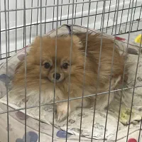 سگ نر دوساله|سگ|بندرعباس, |دیوار