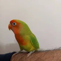 طوطی برزیلی نر فول دستی همه چی تموم