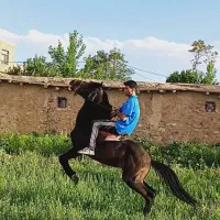 اسب|اسب و تجهیزات اسب‌سواری|مهاجران, |دیوار