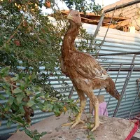 فروش 5 عدد مرغ|حیوانات مزرعه|سیرجان, |دیوار