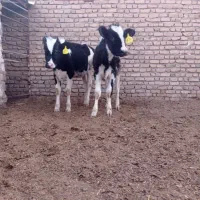 گاو گوساله تلیسه|حیوانات مزرعه|تربت جام, میان جام|دیوار