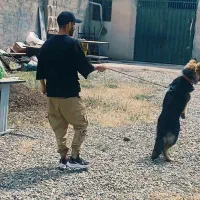 مربی سگ.آموزش سگ حضوری.رفع پرخاشگری