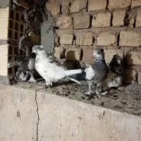 کفتر کلدم سبز کاکلی|پرنده|قم, کیوانفر|دیوار