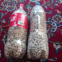 لوبیا چشم بلبلی خشک