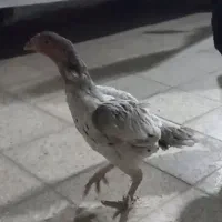 خروس لاری|حیوانات مزرعه|آران و بیدگل, |دیوار