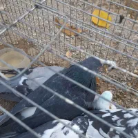 بهترین کبوتر|پرنده|شاهین دژ, |دیوار