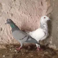 دوجفت نروماده