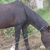 اسب آرام بفرش می‌رسد|اسب و تجهیزات اسب‌سواری|لشت نشا, |دیوار