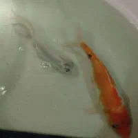 کوی رنگی و سفید|ماهی|ری, منصوریه منگل|دیوار