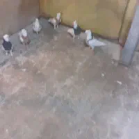 کبوتر|پرنده|جلیل آباد, |دیوار