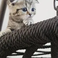 گربه نژاد بریتیش اسکاتیش