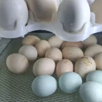 جوجه اراکانای تخم ابی و امروک