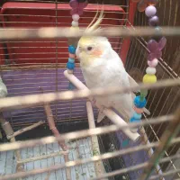 عروس هلندی و قفس