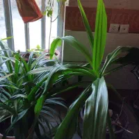 فروش گل‌های آپارتمانی|گل و گیاه طبیعی|فیروزآباد (فارس), |دیوار