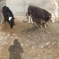 گوساله فروشی