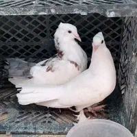 کبوتر پا پر و دُم نیمه چتری زیبا