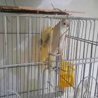 عروس هلندی دوکت پروانه ای آلبینو ولوتینو مولد|پرنده|جاسک, |دیوار