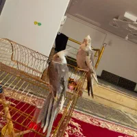 فروش یه جفت عروس هلندی وایت فیس|پرنده|لالجین, |دیوار