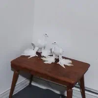 جفت آغ کاکلی.توضیحات کامل