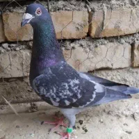 کفتر|پرنده|زابل, |دیوار