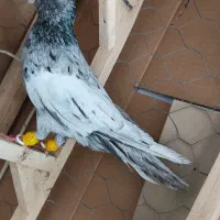 کفتر سرک سرور نر ماده دم سرور سینه سرور نر