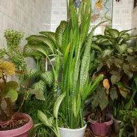 گل طبیعی سالم|گل و گیاه طبیعی|کرمانشاه, |دیوار