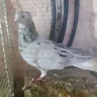 دم سفید|پرنده|سبزوار, اسلام آباد|دیوار