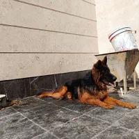 واگذاری ژرمن شپرد|سگ|دماوند, گیلاوند|دیوار