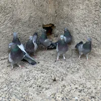 کبوتراصفهانی